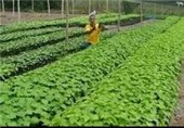 ایجاد مزرعه کشت گیاهان داروئی در دانشگاه آزاد ‌شهرضا