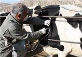 نیمی از جمعیت گاوی استان سمنان ضد تب برفکی واکسینه شد