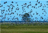 شناسایی 18 گونه از پرندگان دارای ارزش حفاظتی جهانی در چهارمحال وبختیاری