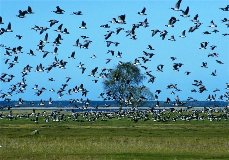 افزایش 70 درصدی پرندگان آبزی در تالاب‌های چهارمحال و بختیاری
