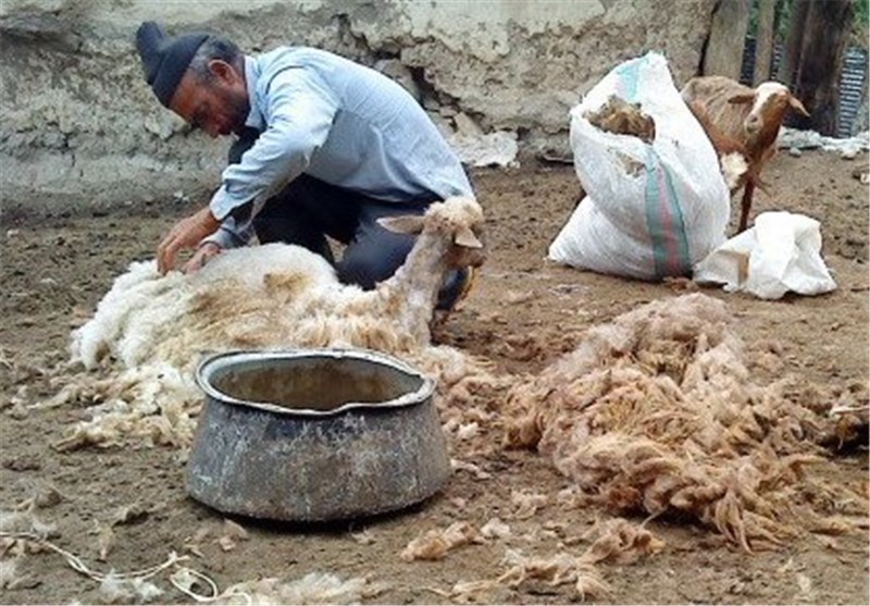 یک چهارم گوشت قرمز استان اصفهان توسط عشایر تأمین می‌شود