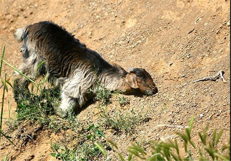 خسارت 33 میلیارد تومانی خشکسالی به تولیدات دامی شهرستان بیله سوار