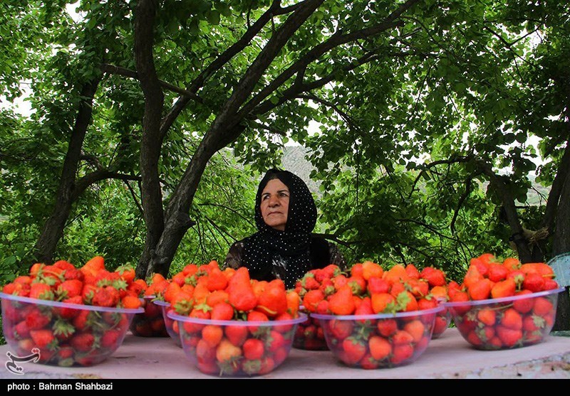 73 درصد توت‌فرنگی کشور در استان کردستان تولید می‌شود