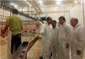 تولیدات مرغ گوشتی آذربایجان‌غربی بدون استفاده از هورمون است