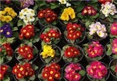 رتبه ایران در تولید گل جهان