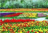 8 میلیون بوته گل نوروزی در مشهد مقدس کاشته شد