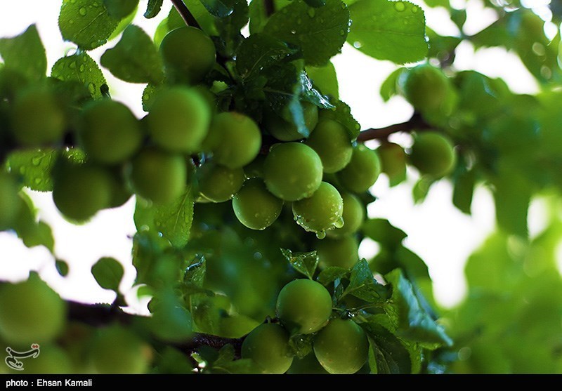 طبیعت بهاری خراسان شمالی