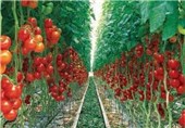 تولیدات گلخانه‌ای شهرضا و دهاقان در استان اصفهان سرآمد است