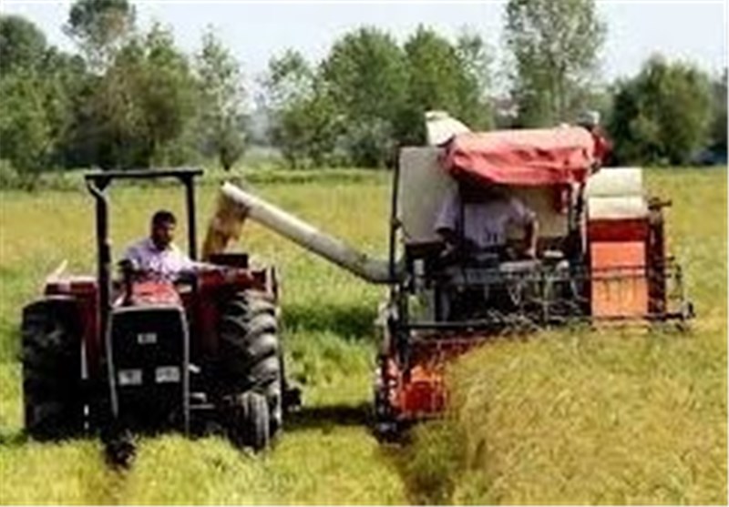 افزایش 2.5 برابری برداشت مکانیزه برنج در اراضی املش