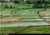 نشاکاری در گیلان