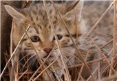ضبط تصاویر یک قلاده ‌گربه وحشی در مناطق حفاظت شده شاهرود +فیلم