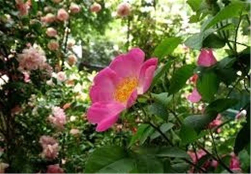 سه و نیم هکتار گل نسترن در سیرجان وجود دارد