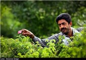 گلابگیری در قمصر کاشان