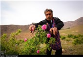 گلابگیری در قمصر کاشان