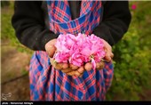 گلابگیری در قمصر کاشان