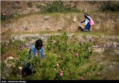 گلابگیری در قمصر کاشان
