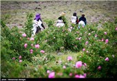 گلابگیری در قمصر کاشان