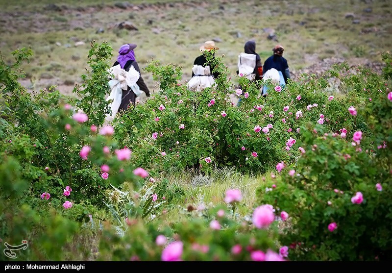 Qamsar: An Iranian Town Famous for Its Roses, Rosewater, Rose Perfume