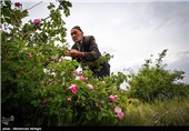 گلابگیری در قمصر کاشان