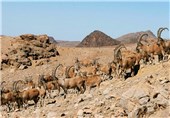 ‌50 درصد جمعیت حیات وحش بزرگ‌جثه کشور در اصفهان قرار دارد‌
