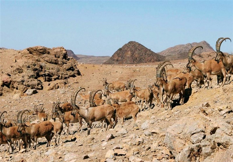 ‌50 درصد جمعیت حیات وحش بزرگ‌جثه کشور در اصفهان قرار دارد‌