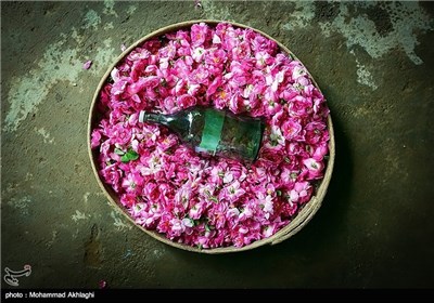 عملیة انتاج ماء الورد بمدینة قمصر فی کاشان