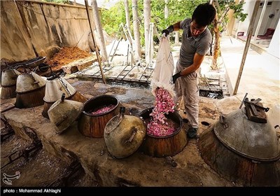 عملیة انتاج ماء الورد بمدینة قمصر فی کاشان