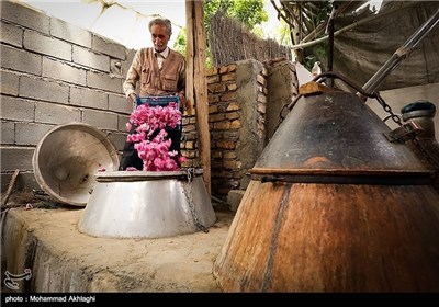 عملیة انتاج ماء الورد بمدینة قمصر فی کاشان