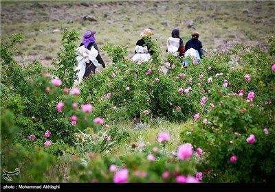 عملیة انتاج ماء الورد بمدینة قمصر فی کاشان