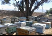تحقق اقتصاد مقاومتی با زنبورداری در پاوه
