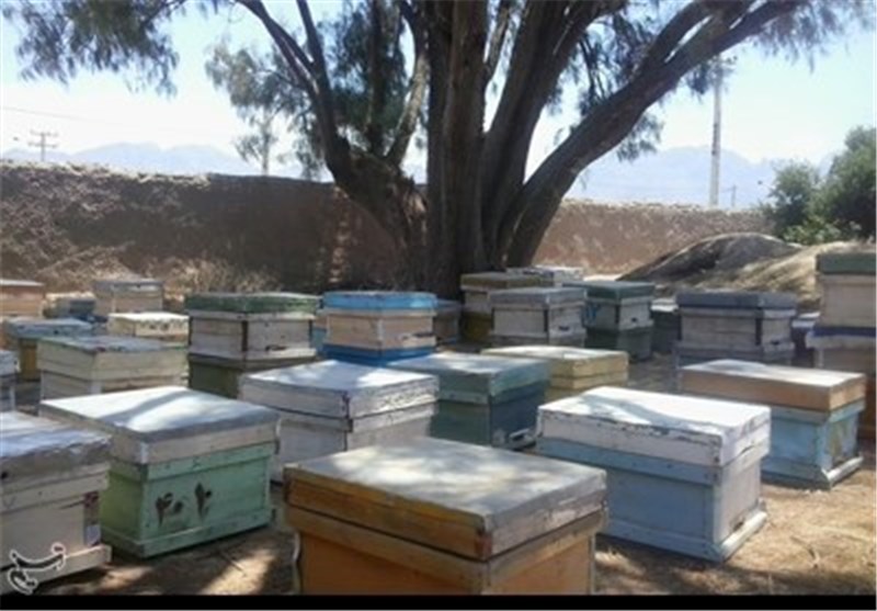 برداشت 1.5 تن عسل در شهرستان مهرستان