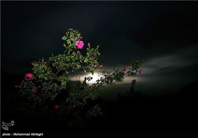 Rose Water Distillation in Iranian City of Kashan