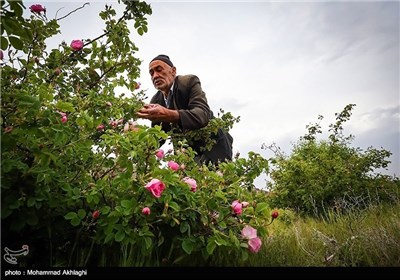 Rose Water Distillation in Iranian City of Kashan