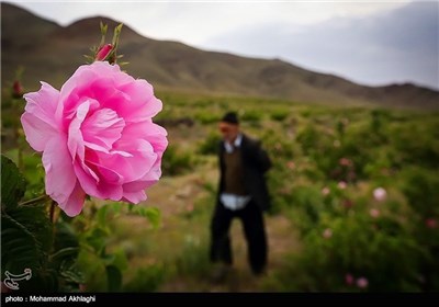 Rose Water Distillation in Iranian City of Kashan