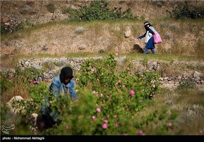 Rose Water Distillation in Iranian City of Kashan