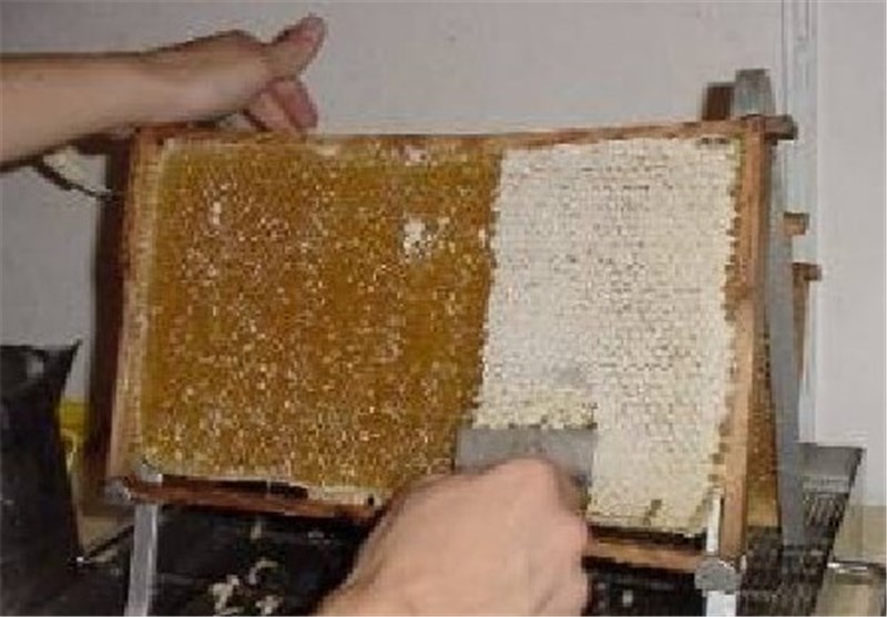 گزارش &quot;شنیدنی&quot; از تولید عسل بدون دخالت زنبور