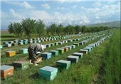بیمه صندوق کشاورزی پاسخگوی نیاز زنبورداران همدان نیست
