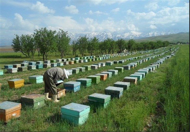 خسارت 19 میلیارد ریالی خشکسالی و گرد و غبار به زنبورداران شهرضا
