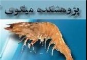 ایستگاه تحقیقاتی تولید میگوی عاری از بیماری در بوشهر افتتاح می‌شود