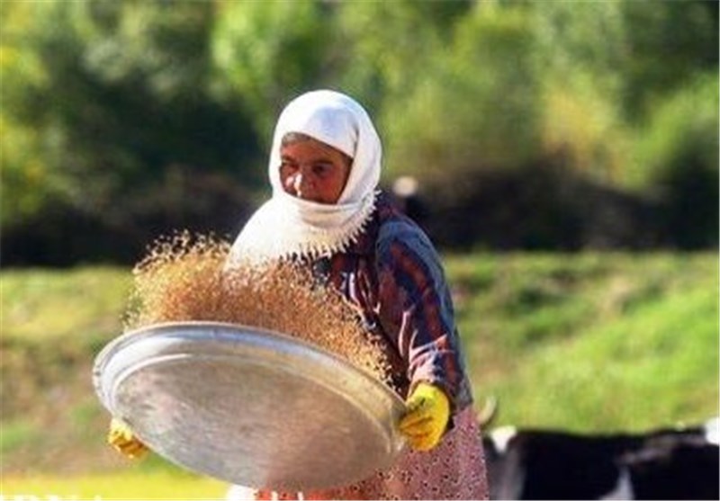 کرمانشاه| انتخاب 4 محصول کشاورزی زنان روستایی برای دریافت گواهی سلامت