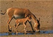 امیدها برای احیای گورخر ایرانی زنده شد؛ تولد نخستین گورخر ایرانی در پارک ملی کویر