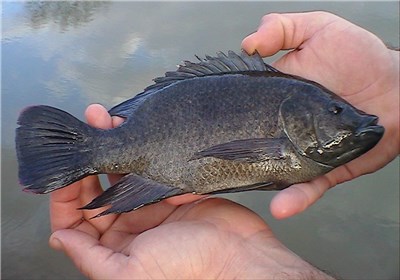  گزارش| بلای ماهی‌ "تیلاپیا" چطور گریبان سلامت مردم و محیط زیست کشور را می‌گیرد 