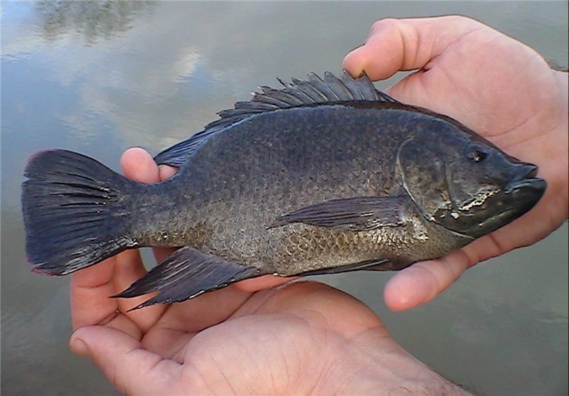 چرا مصرف «ماهی تیلاپیا» خطرناک است + صوت