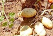 خرید تضمینی سیب‎ زمینی در جنوب کرمان آغاز شد