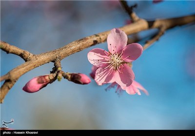 Iran's Beauties in Photos: Spring in Shiraz