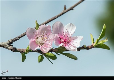 Iran's Beauties in Photos: Spring in Shiraz