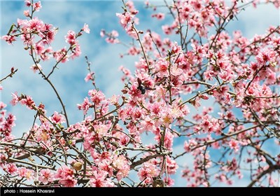 Iran's Beauties in Photos: Spring in Shiraz