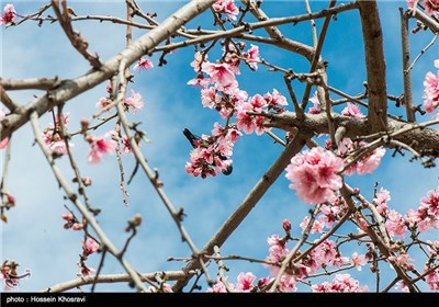 Iran's Beauties in Photos: Spring in Shiraz