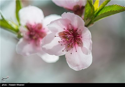 Iran's Beauties in Photos: Spring in Shiraz