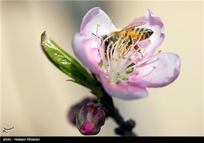 Iran's Beauties in Photos: Spring in Shiraz